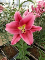 [4177 Alamosa VH No02.JPG]